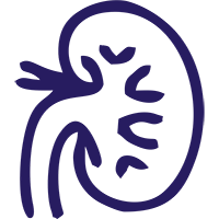 Общий анализ мочи по 14 параметрам (URINE)